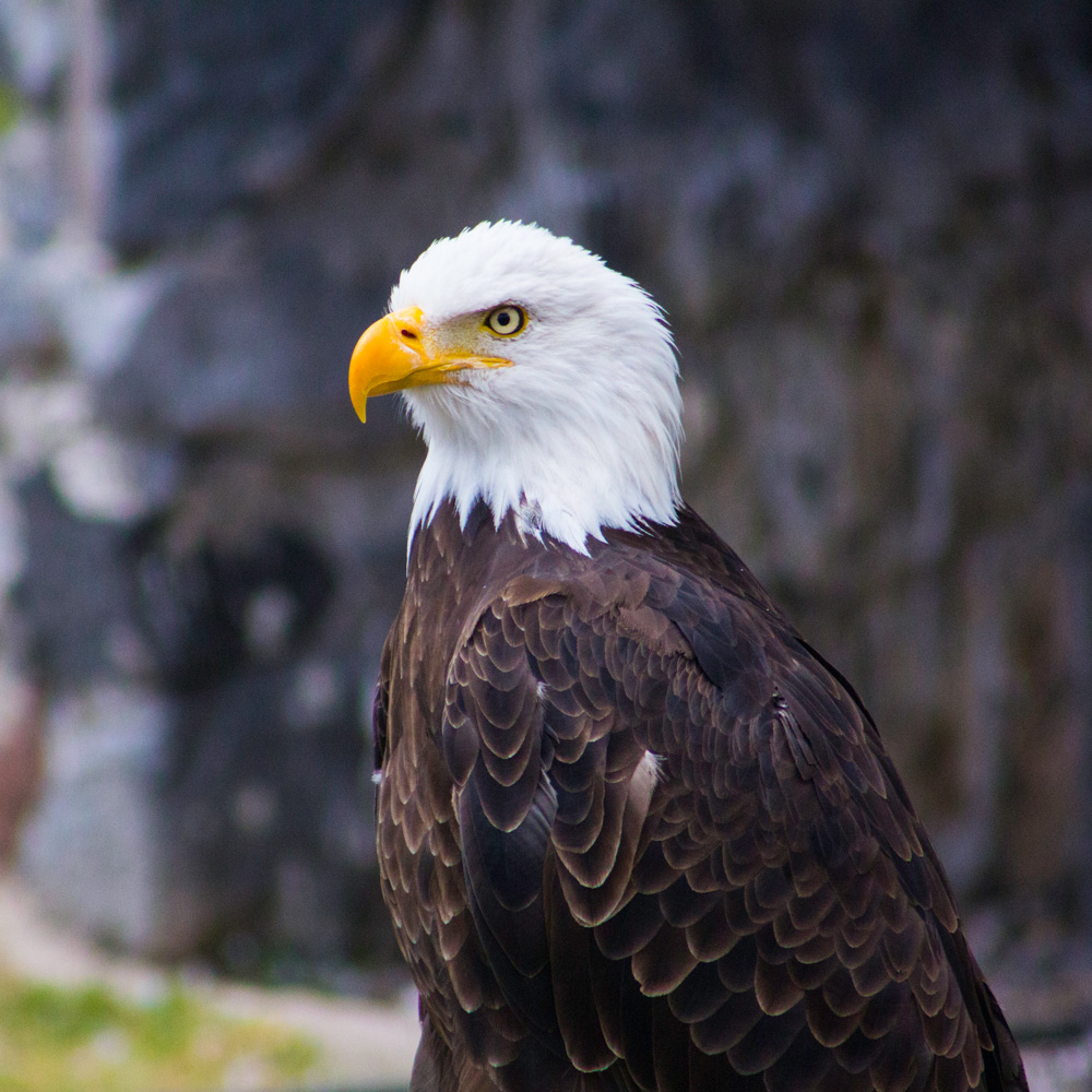 Reelfoot National Wildlife Refuge